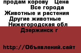 продам корову › Цена ­ 70 000 - Все города Животные и растения » Другие животные   . Нижегородская обл.,Дзержинск г.